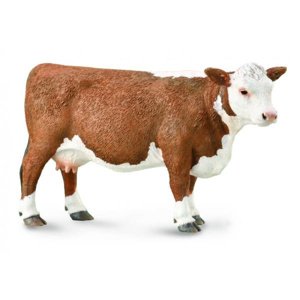 Hereford kráva COLLECTA